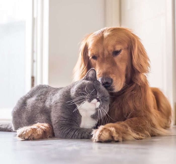 Ein Hund und eine Katze liegen auf dem Boden nebeneinander, der Reiniger ist Tierfreundlich