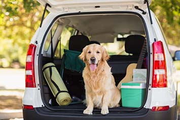 Ein Hund sitzt im Kofferraum eines Autos