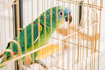 Ein Papagei in einem Käfig
